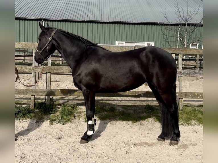 Warlander Jument 4 Ans 162 cm Noir in Barneveld