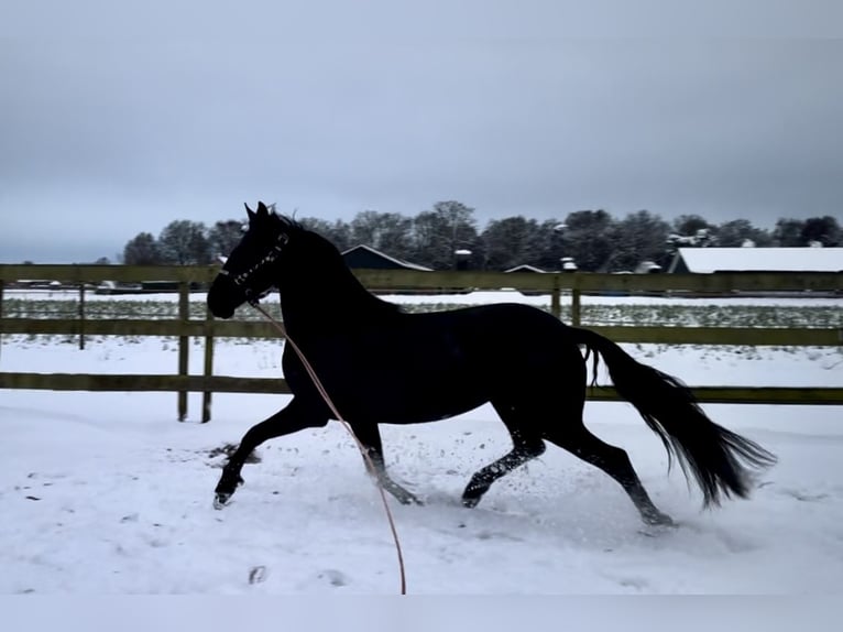 Warlander Jument 5 Ans 160 cm Noir in Barneveld