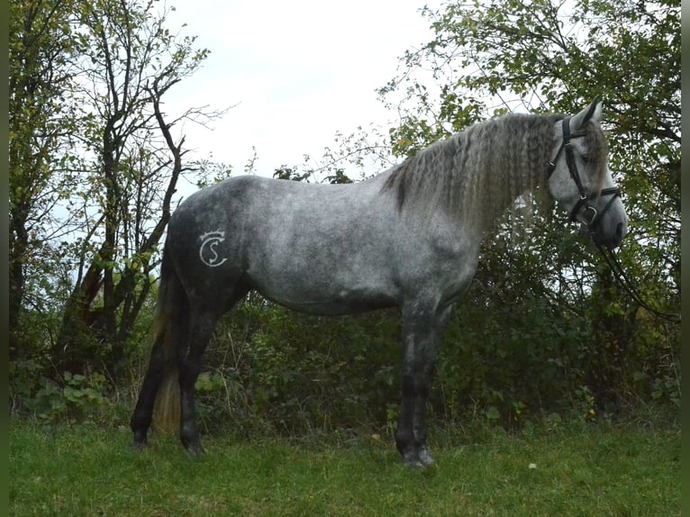 Warlander Jument 5 Ans 165 cm Gris noir in W&#xFC;rzburg