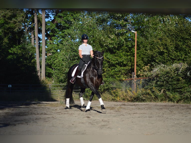 Warlander Klacz 11 lat 163 cm Kara in Yelm