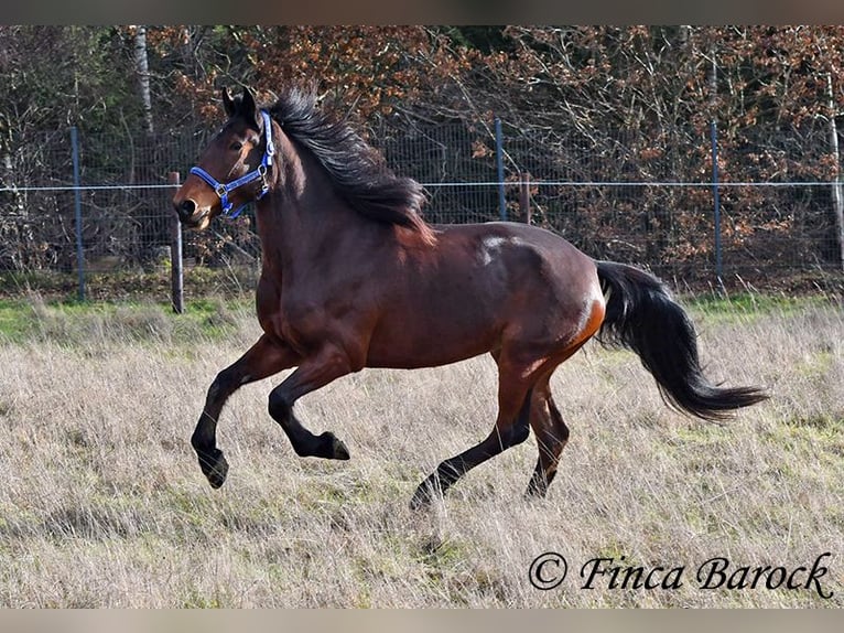 Warlander Klacz 4 lat 160 cm Ciemnogniada in Wiebelsheim