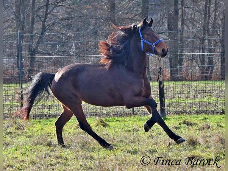 Warlander Klacz 4 lat 160 cm Ciemnogniada in Wiebelsheim