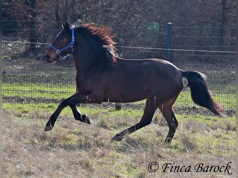Warlander Klacz 4 lat 160 cm Ciemnogniada in Wiebelsheim