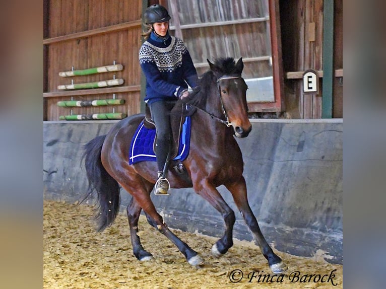 Warlander Klacz 4 lat 160 cm Ciemnogniada in Wiebelsheim
