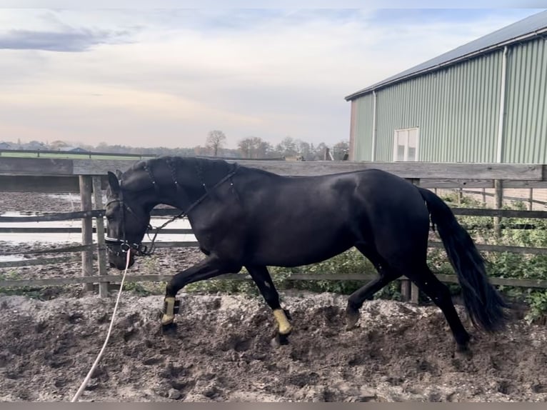 Warlander Klacz 4 lat 160 cm Kara in Barneveld