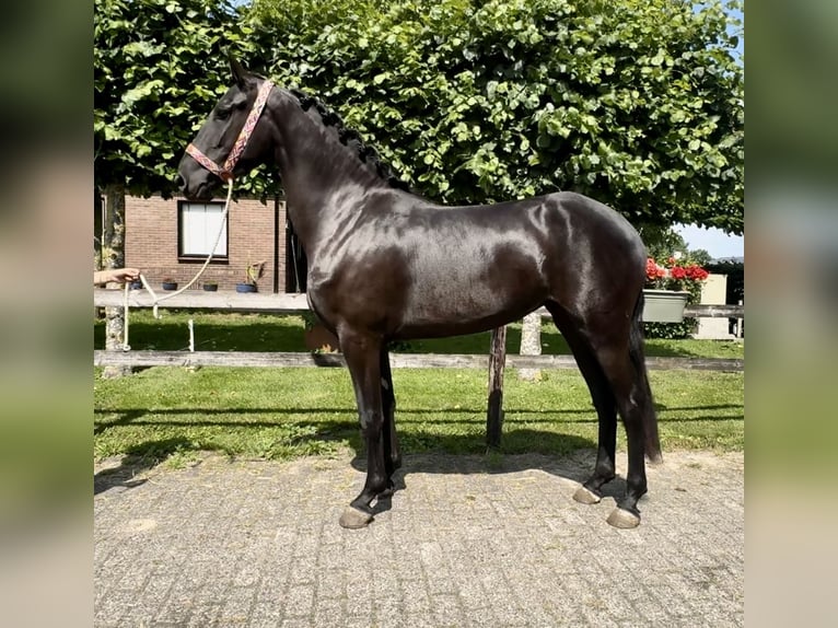 Warlander Klacz 4 lat 160 cm Kara in Barneveld