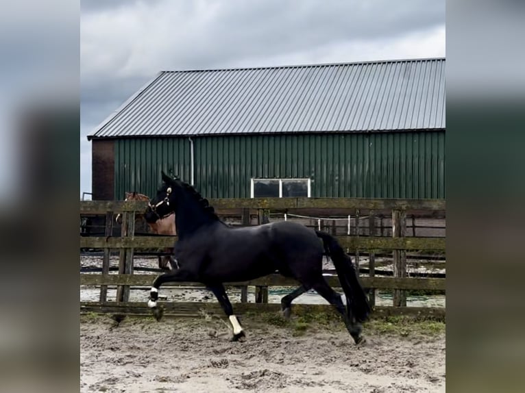 Warlander Klacz 5 lat 162 cm Kara in Barneveld