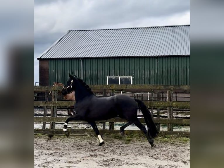 Warlander Klacz 5 lat 162 cm Kara in Barneveld