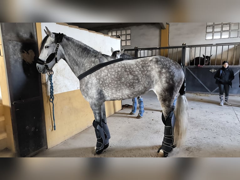 Warlander Mare 11 years 16,3 hh Gray in Logroño