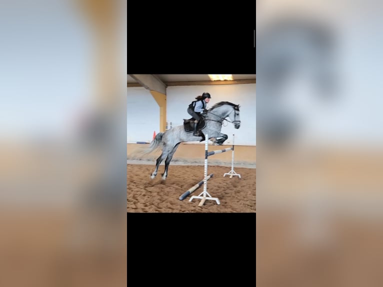 Warlander Mare 11 years 16,3 hh Gray in Logroño