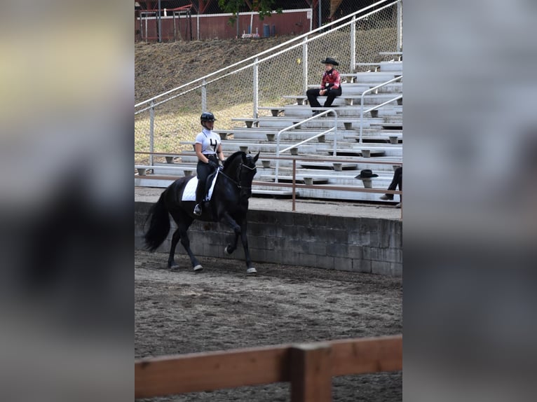 Warlander Mare 11 years 16 hh Black in Yelm, WA
