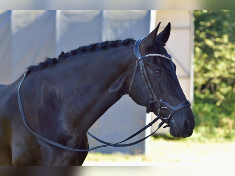 Warlander Mare 11 years 16 hh Black in Yelm