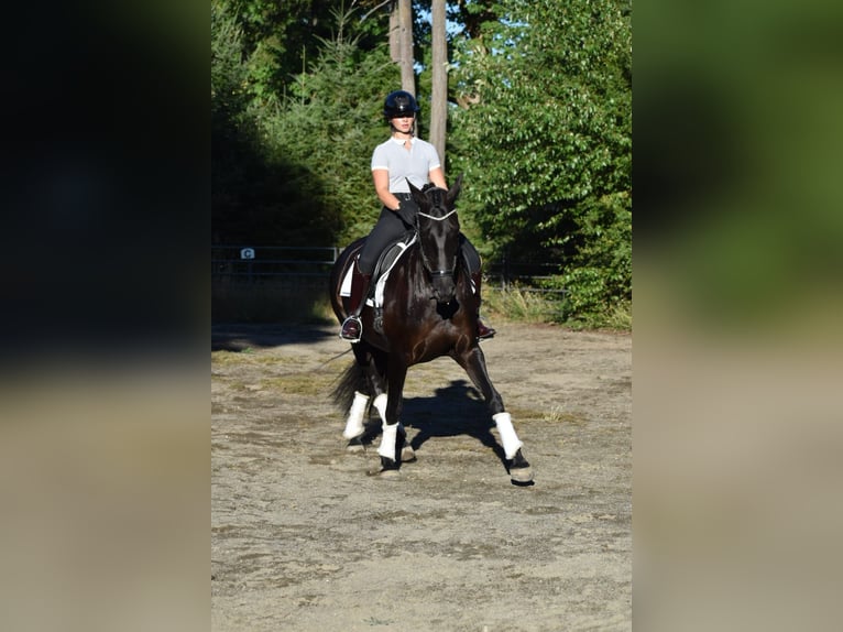 Warlander Mare 11 years 16 hh Black in Yelm