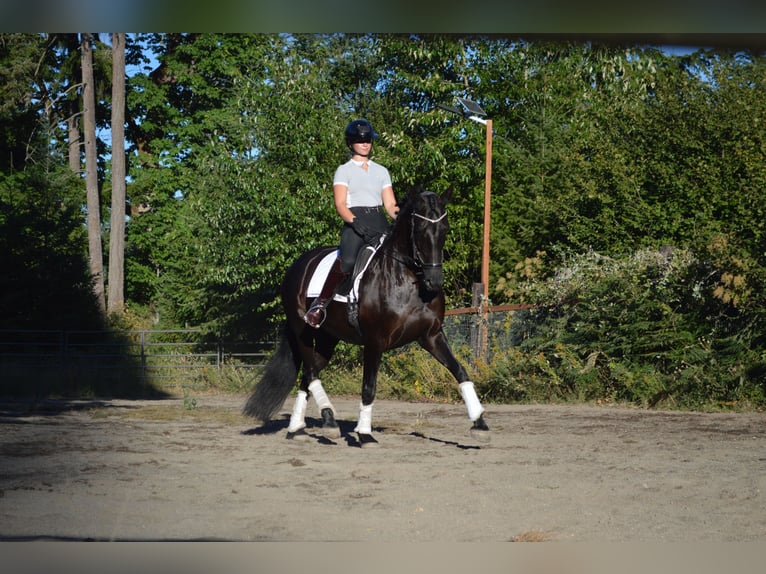 Warlander Mare 11 years 16 hh Black in Yelm