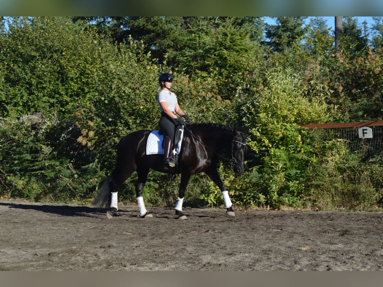 Warlander Mare 11 years 16 hh Black in Yelm