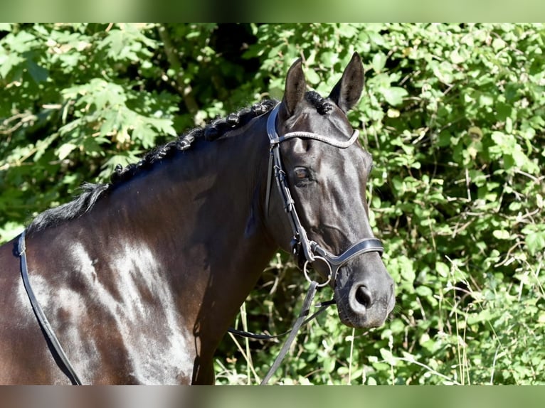 Warlander Mare 11 years 16 hh Black in Yelm