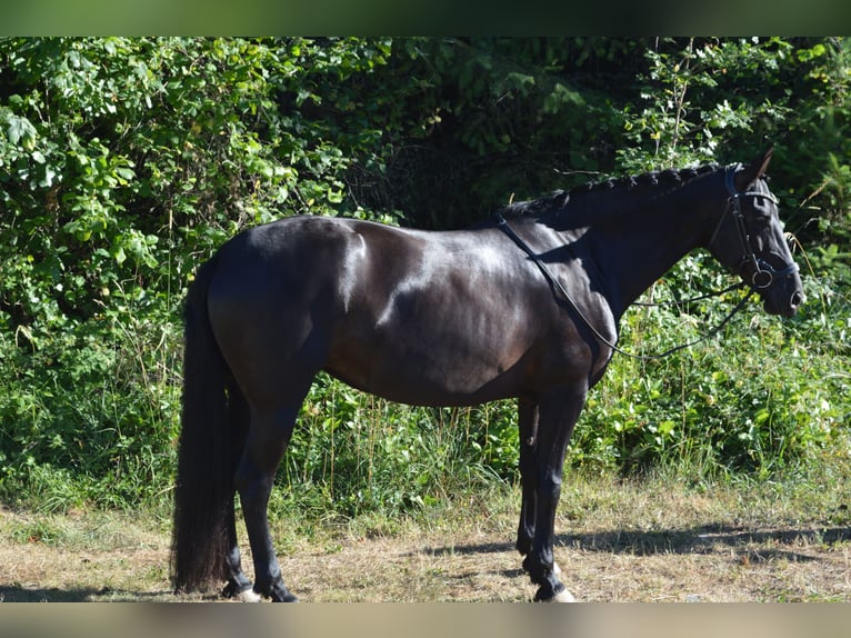 Warlander Mare 11 years 16 hh Black in Yelm