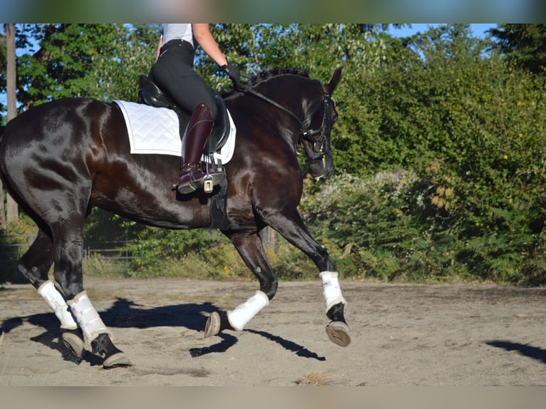 Warlander Mare 11 years 16 hh Black in Yelm