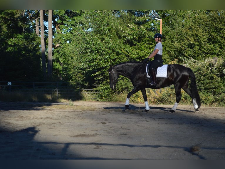 Warlander Mare 11 years 16 hh Black in Yelm