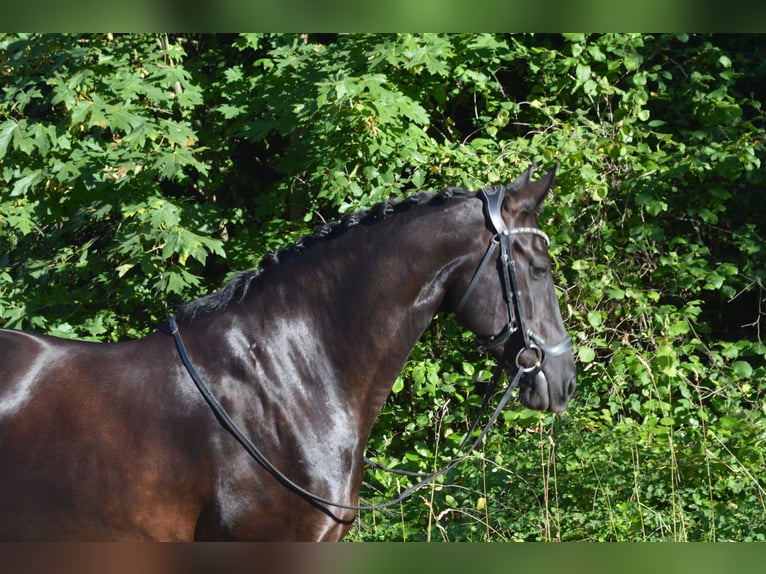 Warlander Mare 11 years 16 hh Black in Yelm