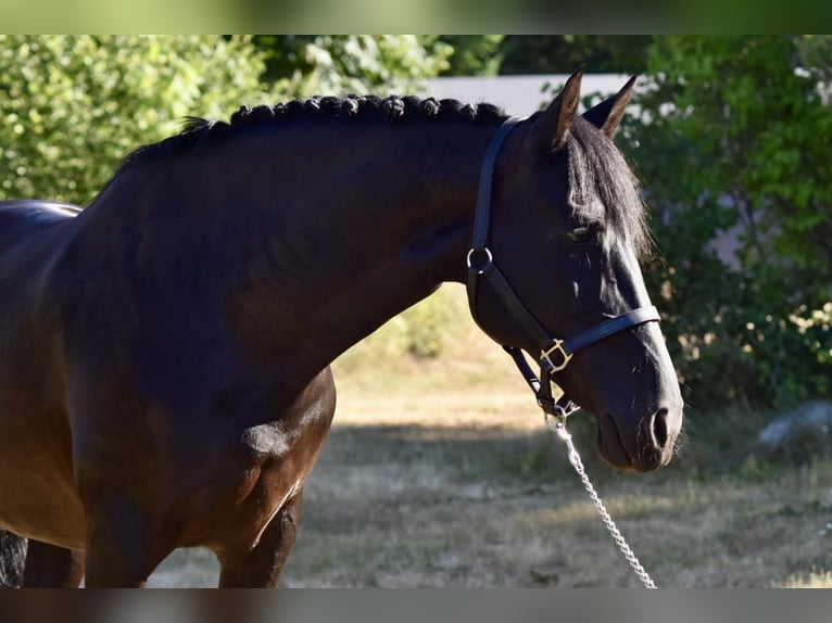 Warlander Mare 11 years 16 hh Black in Yelm