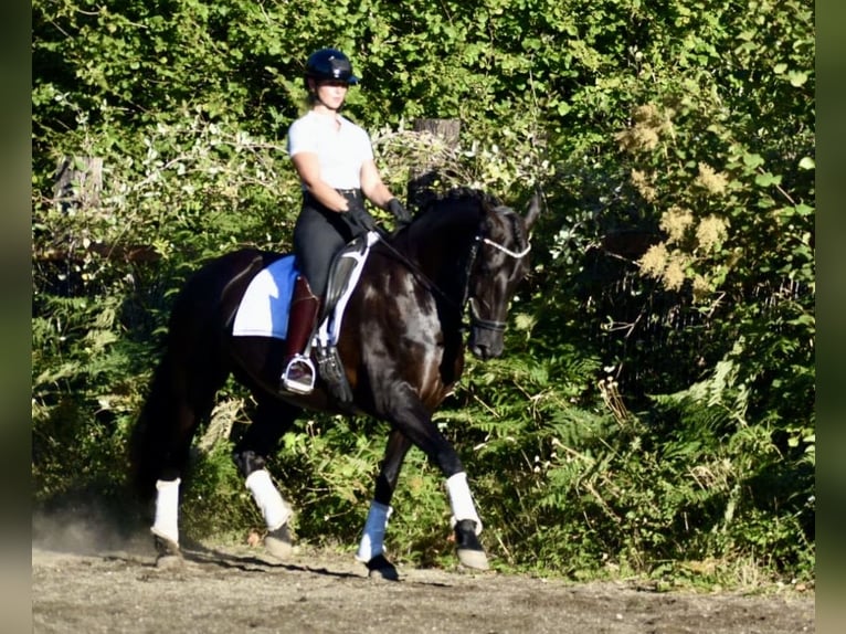 Warlander Mare 11 years 16 hh Black in Yelm