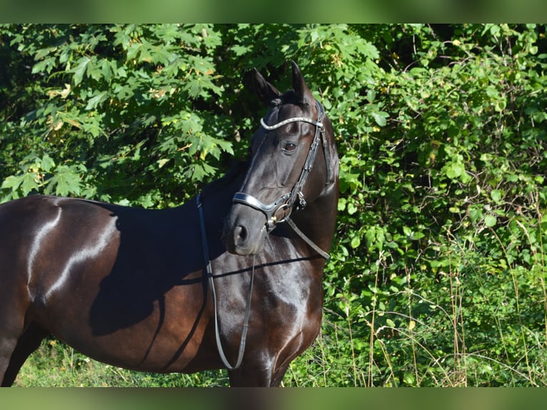Warlander Mare 11 years 16 hh Black in Yelm