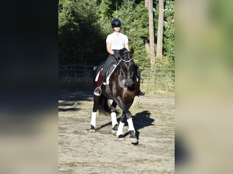 Warlander Mare 11 years 16 hh Black in Yelm