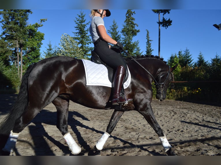 Warlander Mare 11 years 16 hh Black in Yelm
