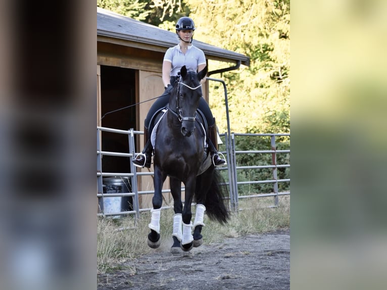 Warlander Mare 11 years 16 hh Black in Yelm