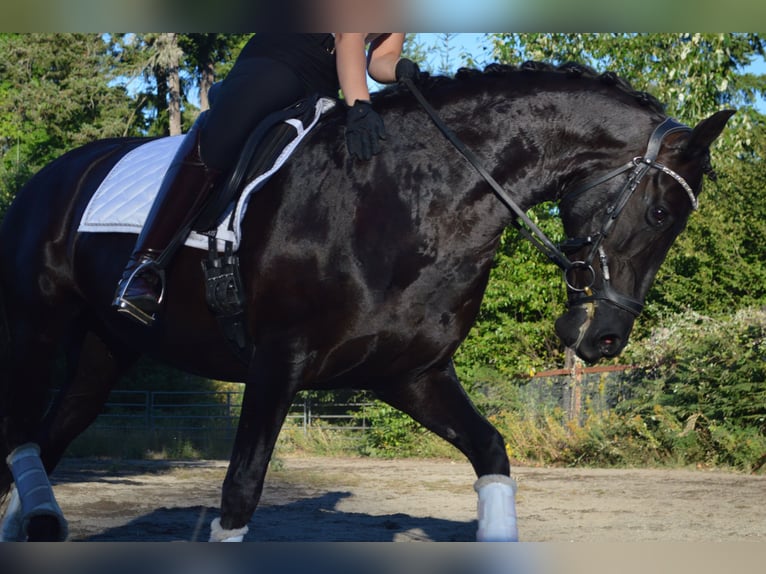 Warlander Mare 11 years 16 hh Black in Yelm