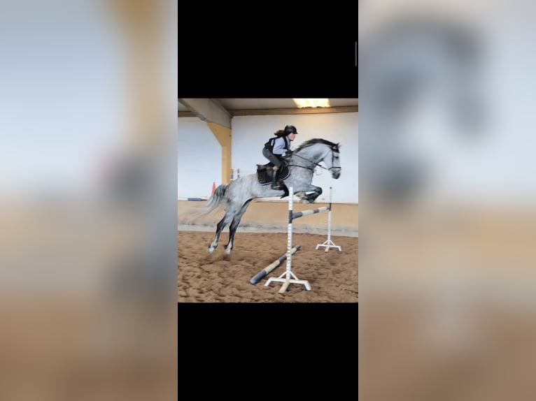 Warlander Mare 12 years 16,3 hh Gray in Logroño