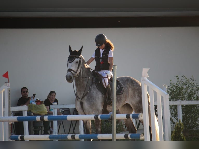 Warlander Mare 12 years 16,3 hh Gray in Logroño