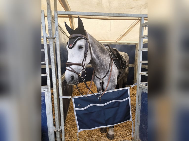 Warlander Mare 12 years 16,3 hh Gray in Logroño