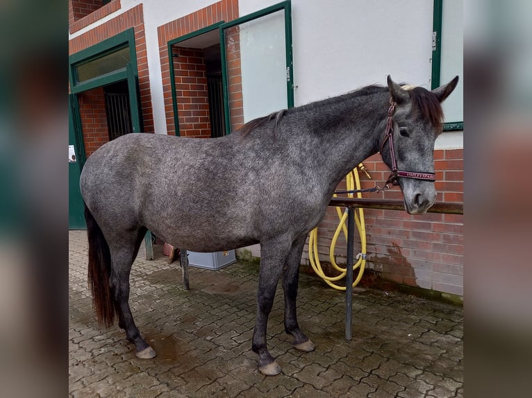 Warlander Mare 3 years 16 hh Gray-Blue-Tan in Essingen