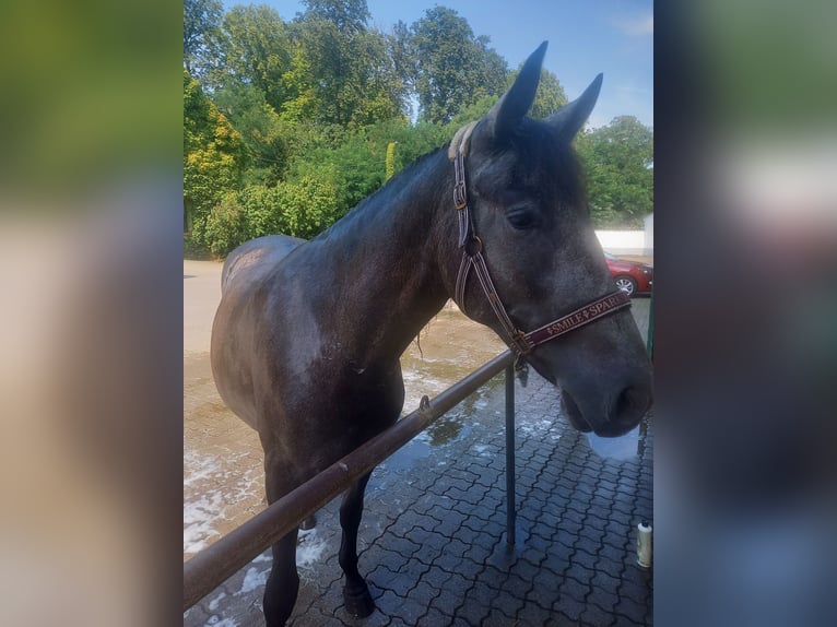 Warlander Mare 3 years 16 hh Gray-Blue-Tan in Essingen