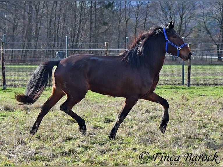 Warlander Mare 4 years 15,2 hh Bay-Dark in Wiebelsheim