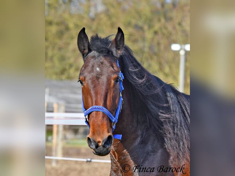 Warlander Mare 4 years 15,2 hh Bay-Dark in Wiebelsheim