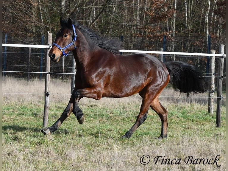 Warlander Mare 4 years 15,2 hh Bay-Dark in Wiebelsheim