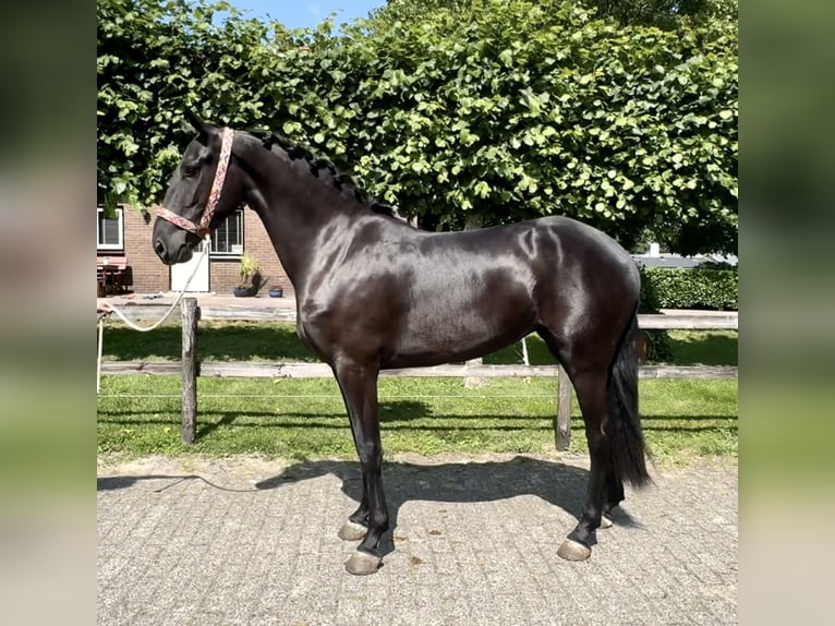 Warlander Mare 4 years 15,2 hh Black in Barneveld
