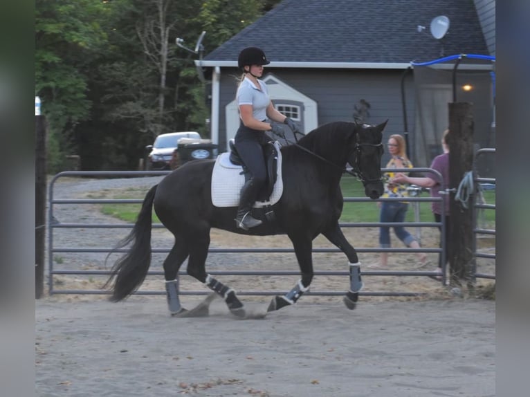 Warlander Merrie 11 Jaar 163 cm Zwart in Yelm, WA