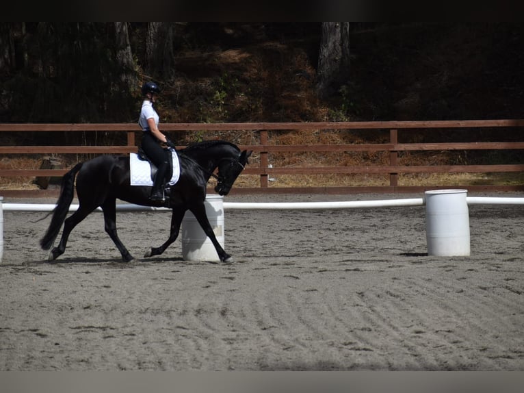 Warlander Merrie 11 Jaar 163 cm Zwart in Yelm, WA