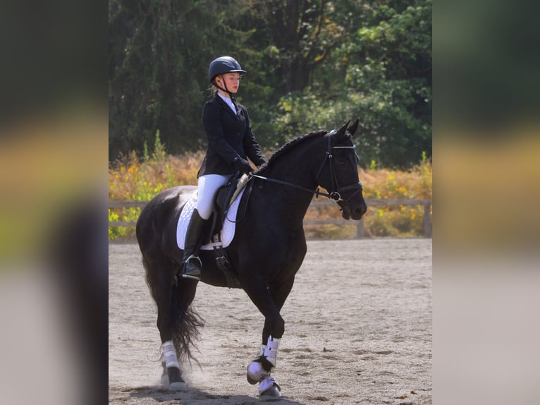 Warlander Merrie 11 Jaar 163 cm Zwart in Yelm, WA