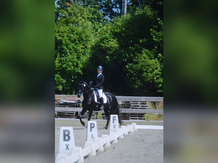 Warlander Merrie 11 Jaar 163 cm Zwart in Yelm, WA