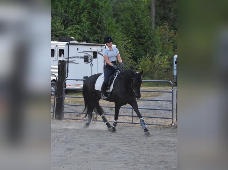 Warlander Merrie 11 Jaar 163 cm Zwart in Yelm, WA