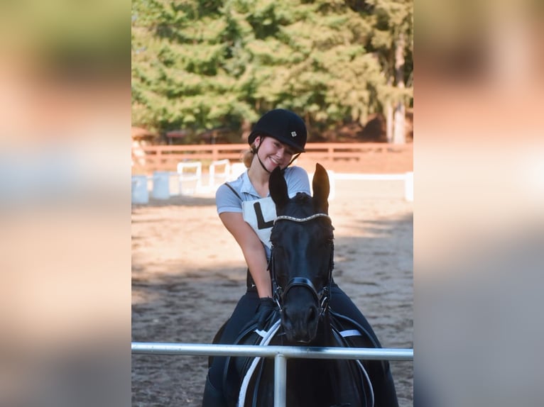 Warlander Merrie 11 Jaar 163 cm Zwart in Yelm, WA
