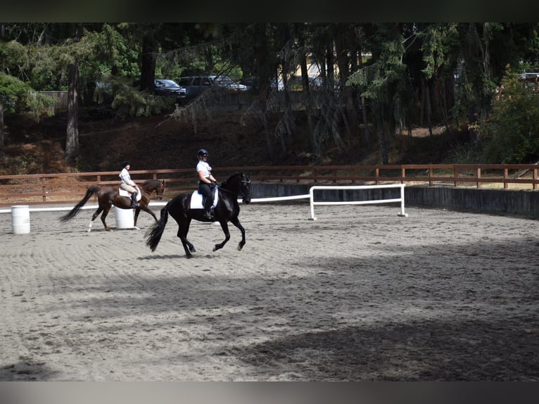 Warlander Merrie 11 Jaar 163 cm Zwart in Yelm, WA