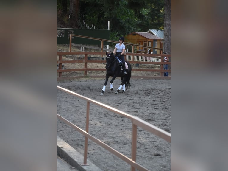 Warlander Merrie 11 Jaar 163 cm Zwart in Yelm, WA