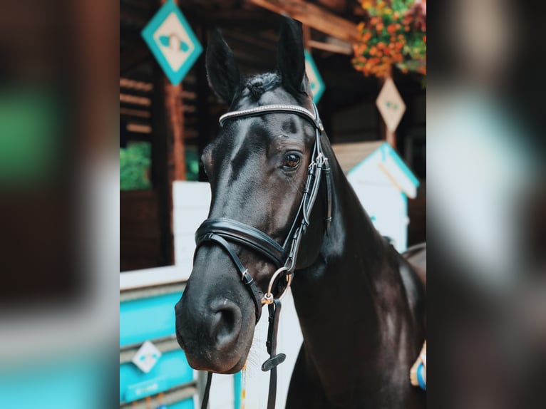 Warlander Merrie 11 Jaar 163 cm Zwart in Yelm, WA