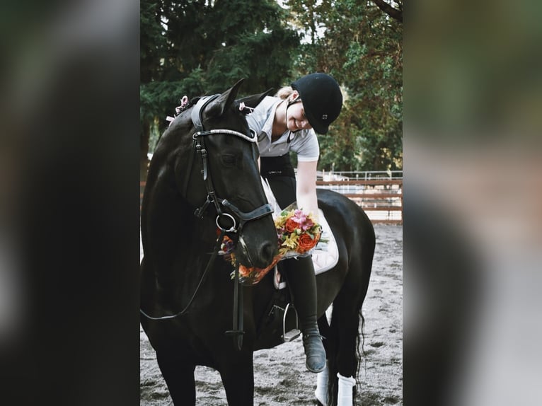Warlander Merrie 11 Jaar 163 cm Zwart in Yelm, WA
